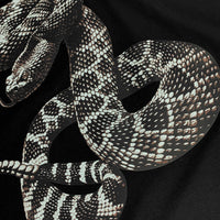 Amr Snake T-shirt Negro